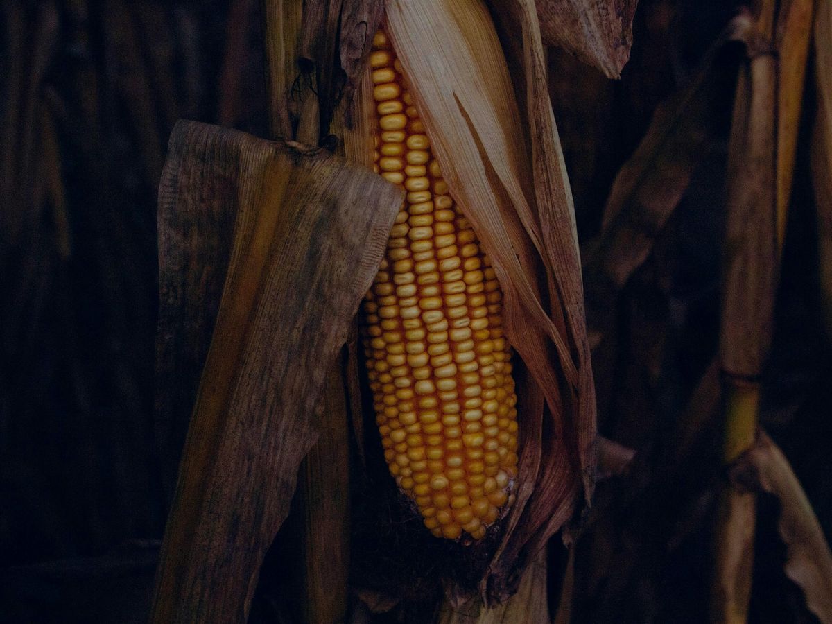 On Indigenous Seedkeeping and Food Sovereignty (In-Person), 19 November | Event in San Francisco | AllEvents