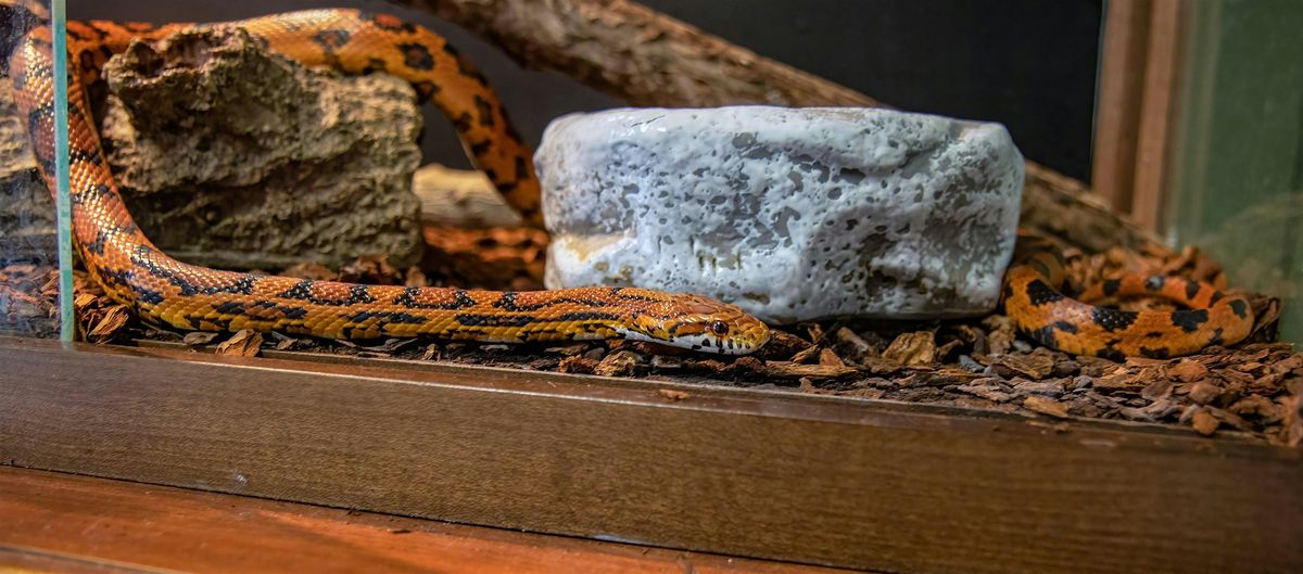 Reptile Roundup (2025) | Event in Bald Head Island | AllEvents