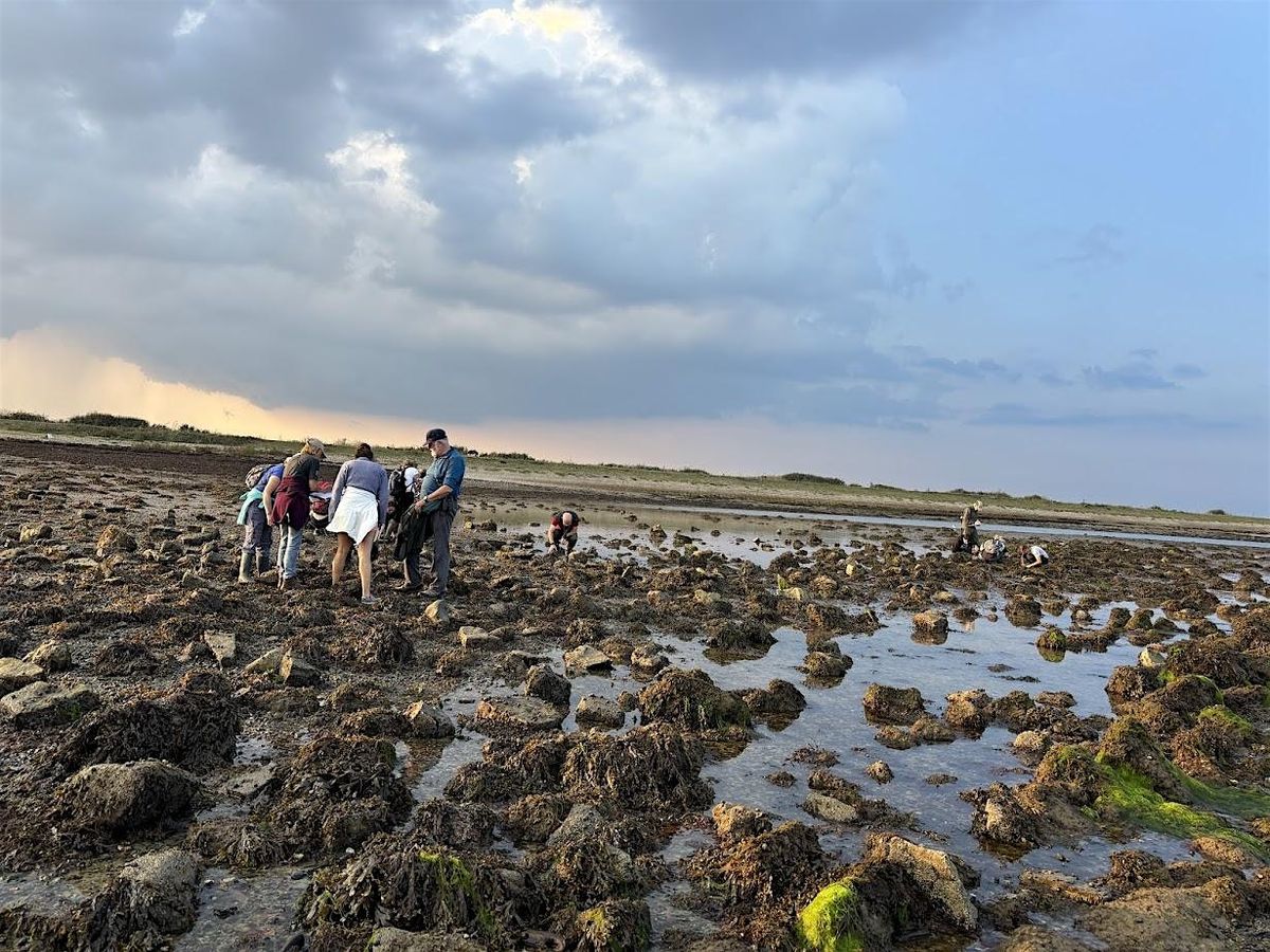 Intertidal Survey - Hillhead, 18 April | Event in Fareham | AllEvents