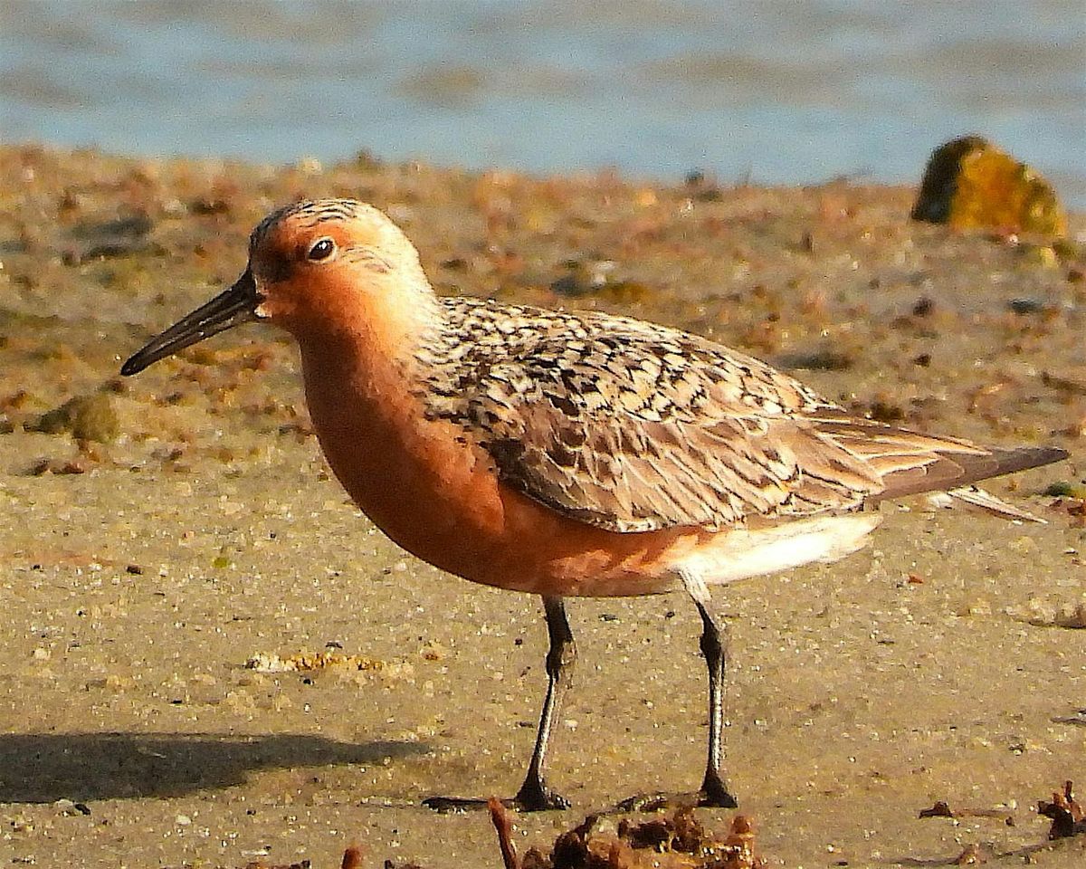 Bird Walk: Morris Island with Fi Lowry, 20 September | Event in Chatham | AllEvents
