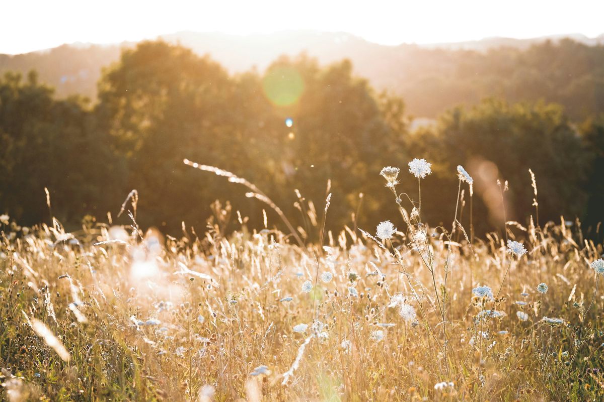 Climate Emotions Retreat, 21 June | Event in Erin | AllEvents