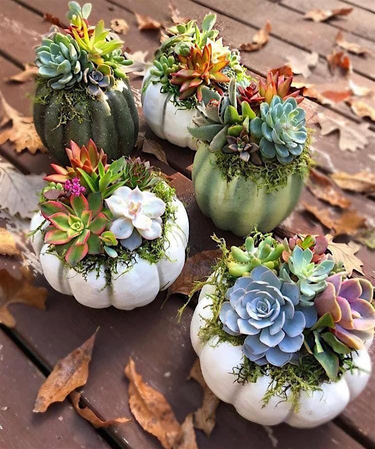 Fall Succulent Planter Workshop, 23 September | Event in Ashland | AllEvents