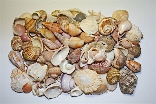 Shell Seekers Safari | Event in Mawbray | AllEvents