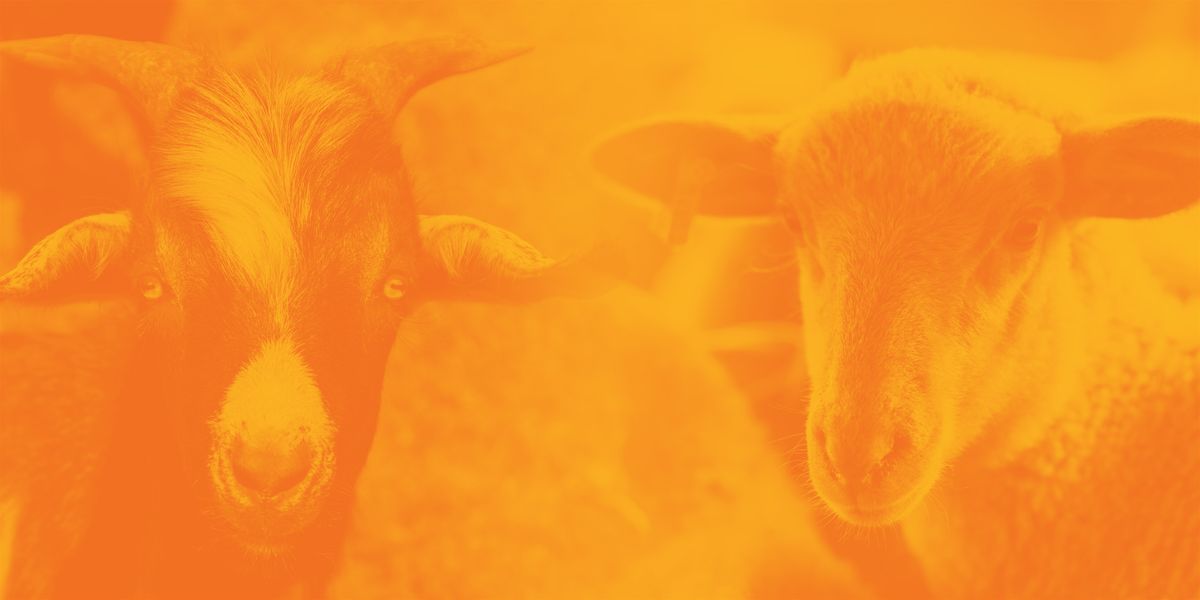 Small Ruminant Short Course and Ram/Buck Test Sale, 9 October | Event in Gainesville | AllEvents