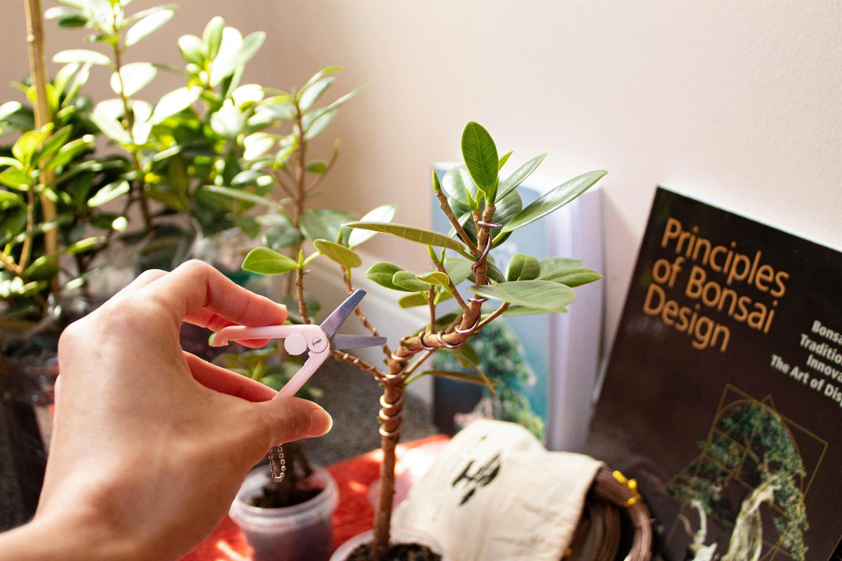 Bonsai for Beginners! | Event in Olney | AllEvents