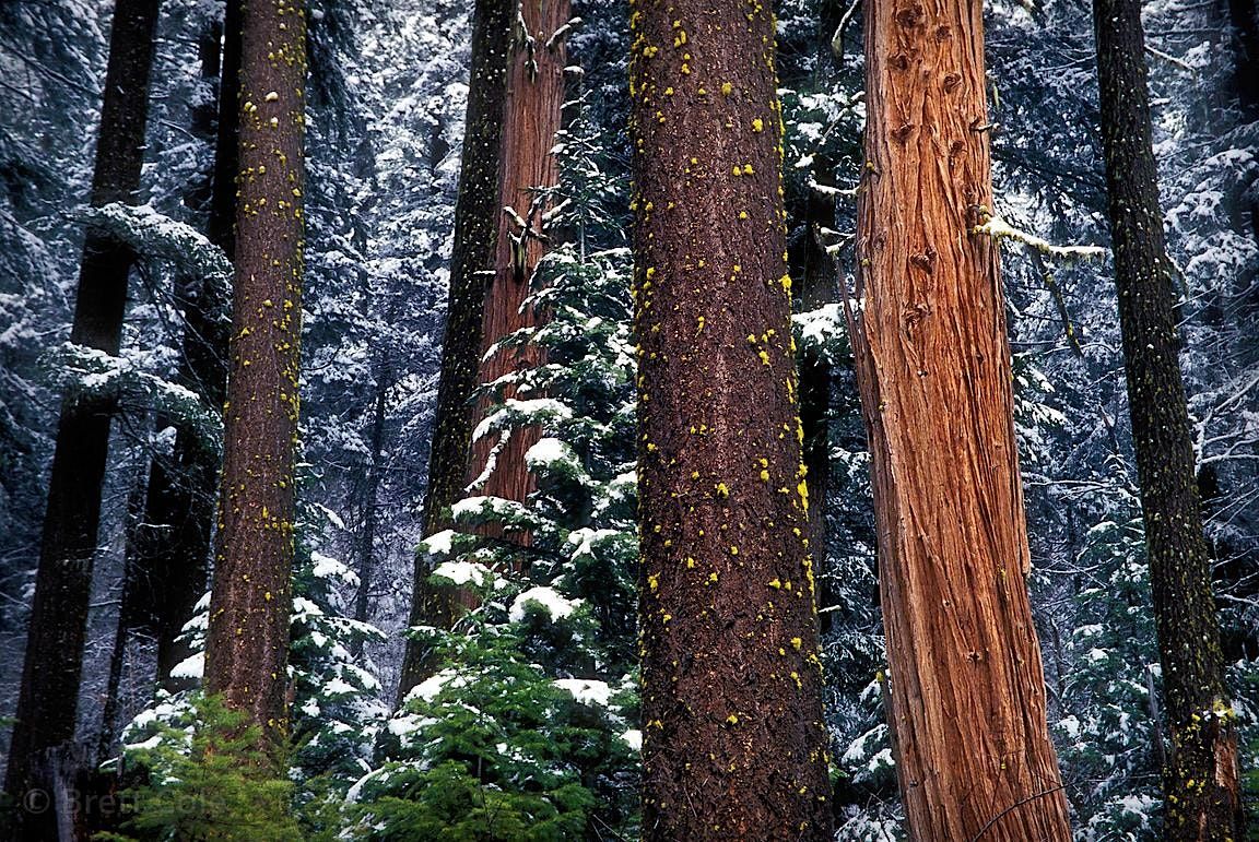 Wild Wreath Making Workshop, 5 December | Event in Redmond | AllEvents