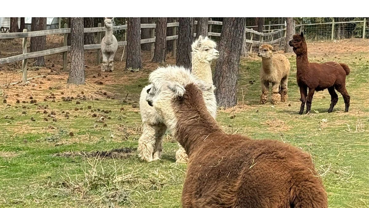 Alpacas & Asanas: Outdoor Yoga, Meditation, Alpaca Connection & Local Cider