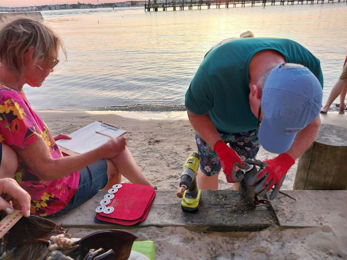 Copy of Horseshoe Crab Tagging, 12 July | Event in Ocean City | AllEvents
