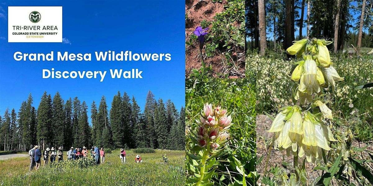 Grand Mesa Wildflowers Discovery Walk | Event in Cedaredge | AllEvents