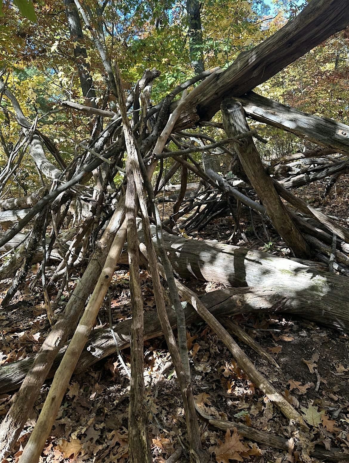 Forest School Information Session, 12 August | Event in Staten Island | AllEvents