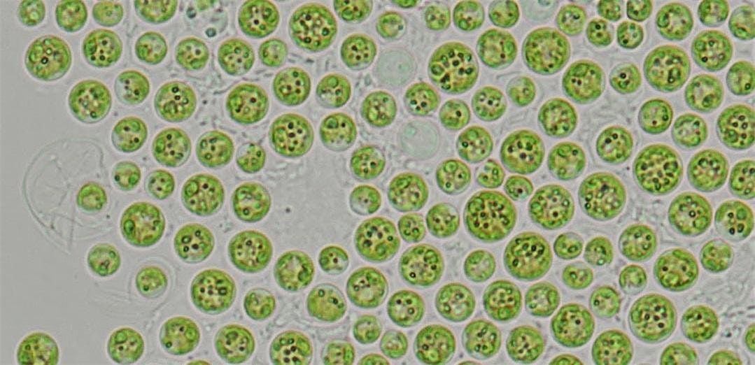 NOAA Phytoplankton Monitoring Network Training Workshop, 26 August | Event in Port St. Lucie | AllEvents