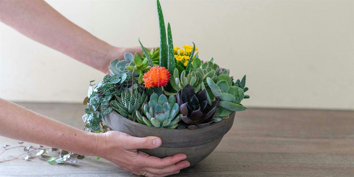 Make-n-Take : Succulent Garden at Mahoney's Winchester, 23 August | Event in Winchester | AllEvents