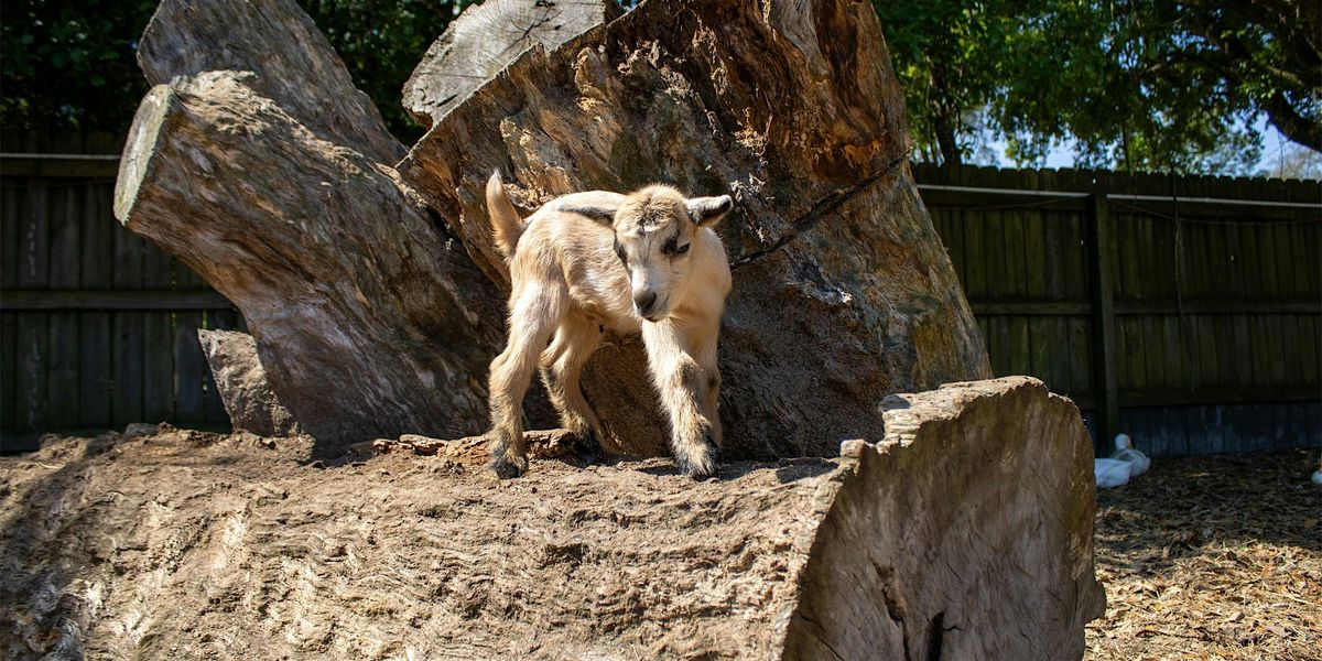 Kidding Around at FEBUS Farms, 30 May | Event in Middleburg | AllEvents