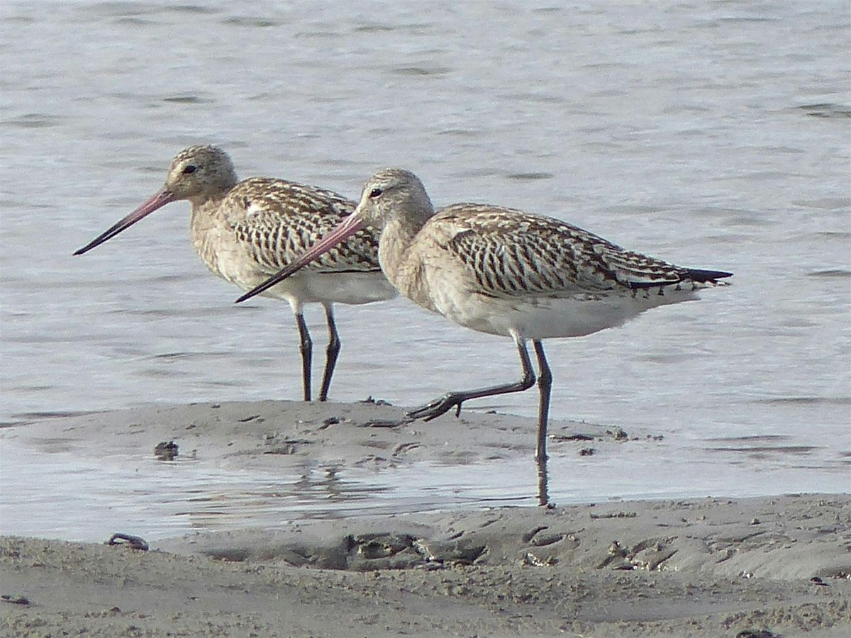 PEMBROKESHIRE BIRD GROUP WADER WATCH AT ANGLE BAY, 15 November | Event in Pembroke | AllEvents