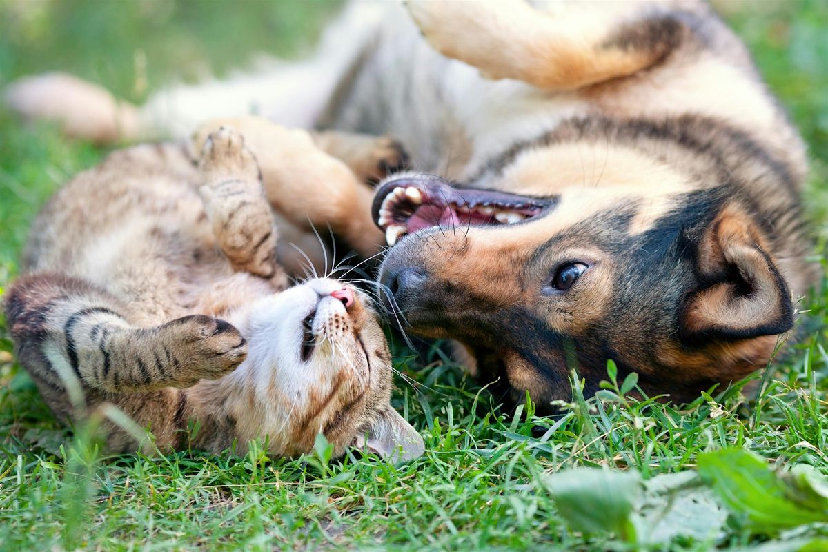 Chip-a-Pet, 6 September | Event in Cooper City | AllEvents
