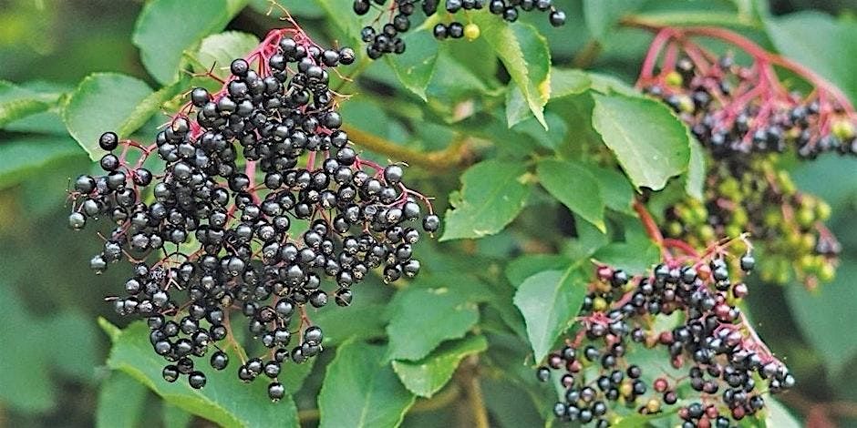 September's Healing Secrets - Foraging & Medicine Gathering in Autumn, 14 September | Event in Musselburgh