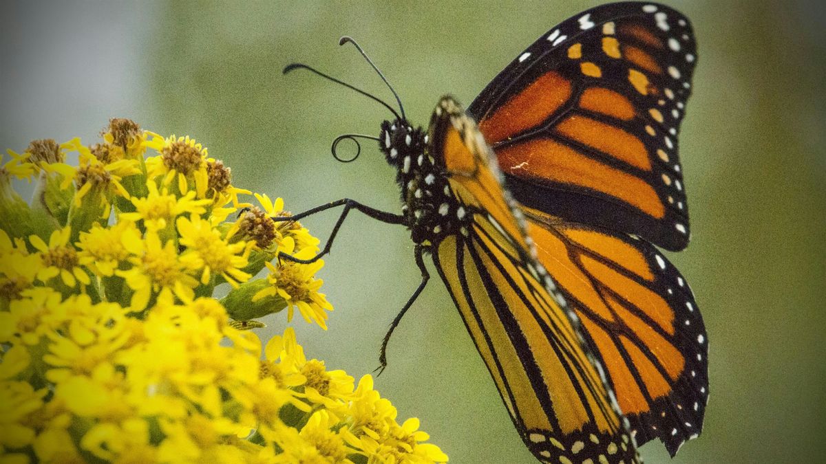 Sandy Hook Butterfly BioBlitz- Afternoon, 26 June | Event in Middletown Township | AllEvents