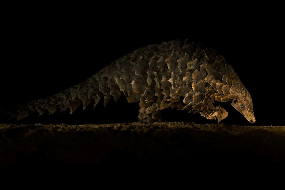 10 Years of Remembering Wildlife launch - live and virtual!, 8 October | Event in London | AllEvents