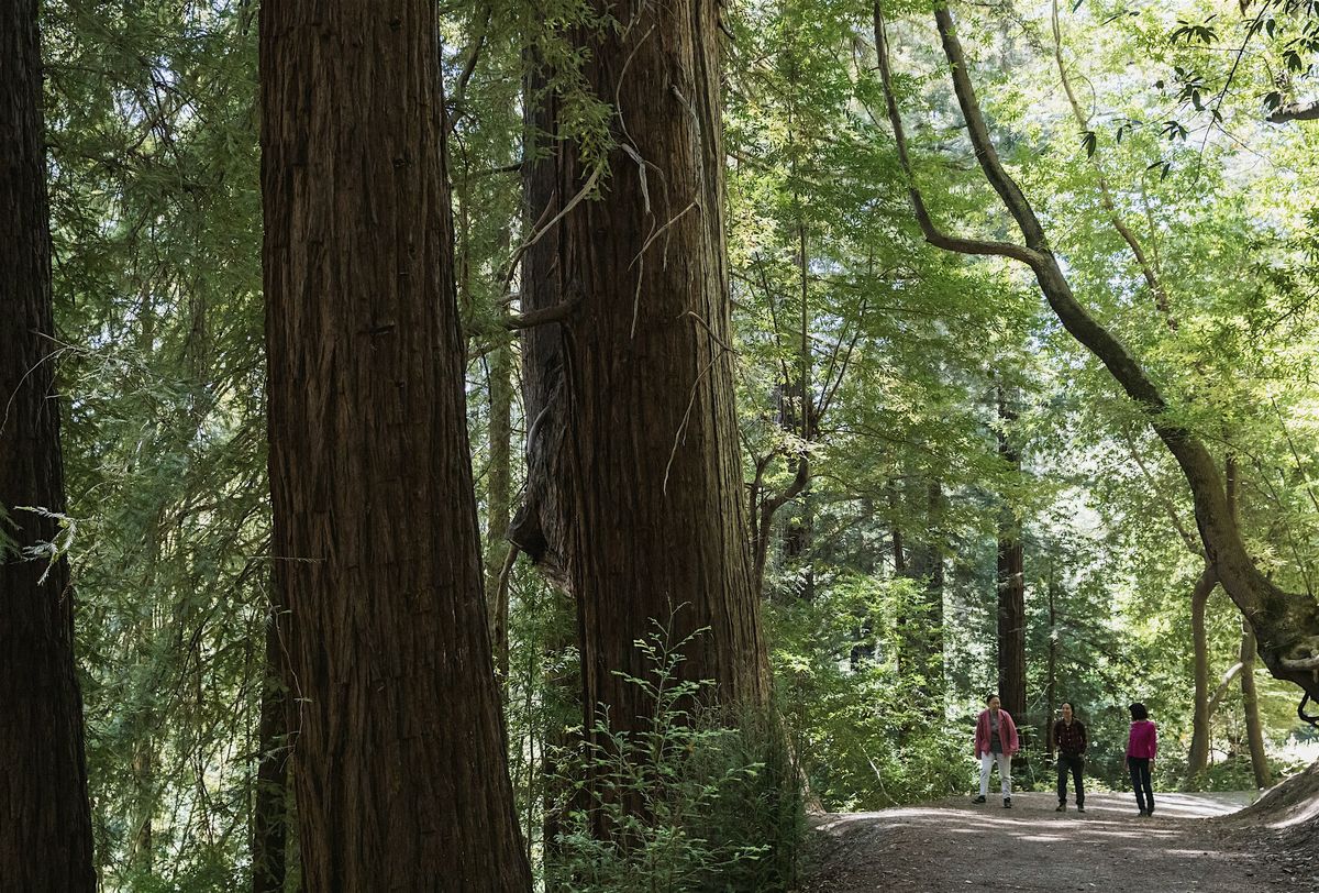 Morning Hike at Bear Creek Redwoods, 30 May | Event in Los Gatos | AllEvents