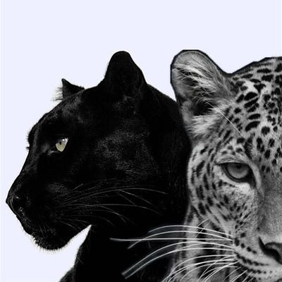 The Luah Journey logo