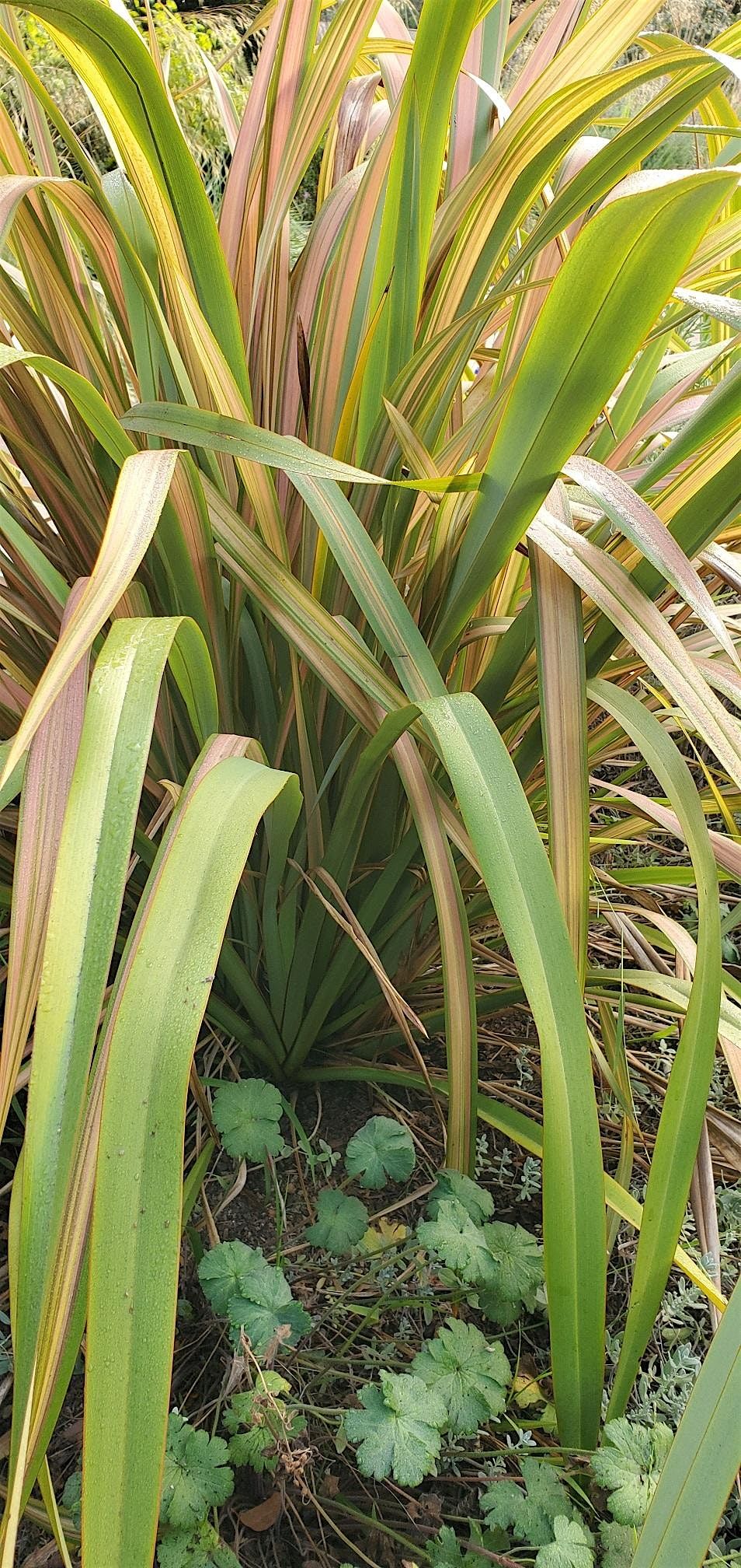 June Tour of Elizabeth Gamble Garden, 17 June | Event in Palo Alto | AllEvents