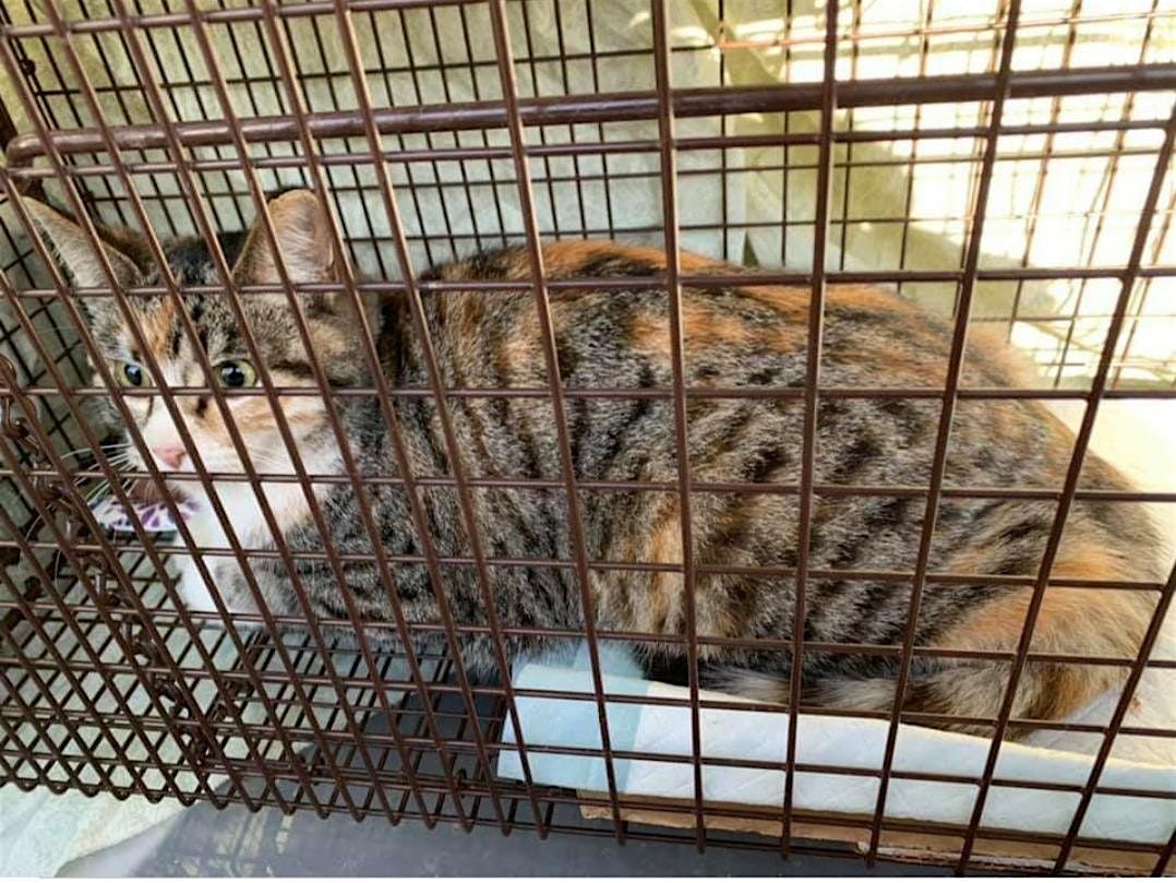 Community Cats - HoMEOW Improvement: Tool Time for TNR, 26 June | Event in Painesville | AllEvents