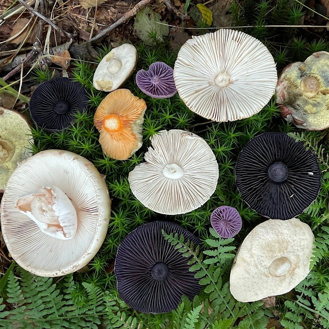 South London Mushroom Club - October Meet Up, 9 October | Event in London | AllEvents