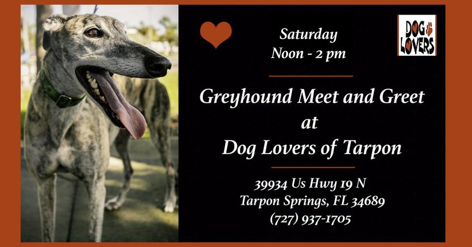 Greyhound Meet and Greet at Dog Lovers of Tarpon, Dog Lovers of Tarpon
