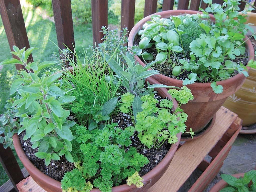 Container Gardening- Beautiful and Edible for Fall, 10 November | Event in Sebastian | AllEvents