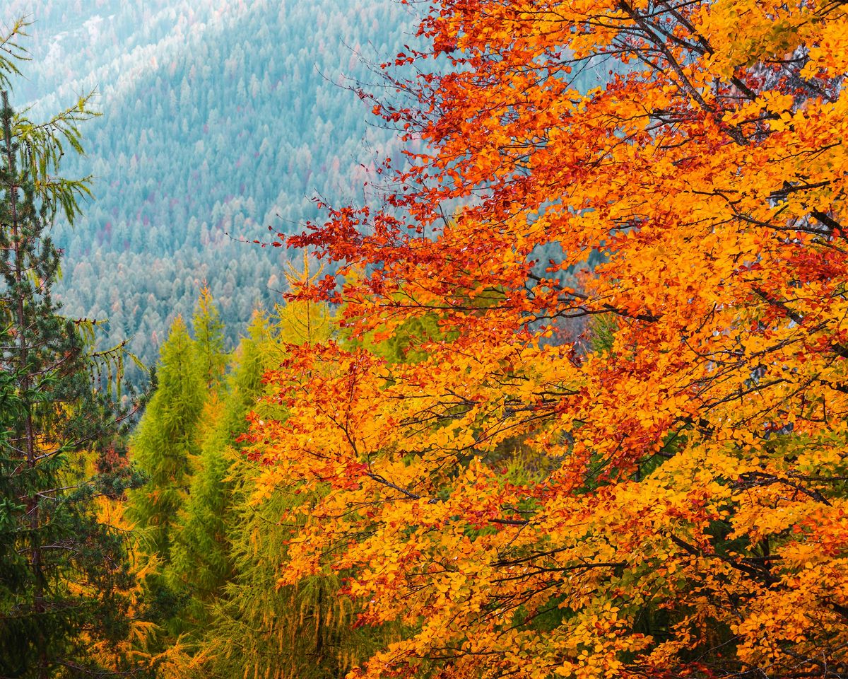 Tige R Fall Tiger Fall Festival, Tiger Town Park/Jackie Watts Memorial Park, 11 ...