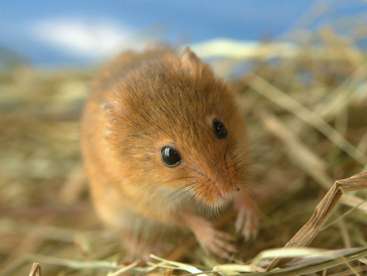 Small Mammals - identification and surveying with Peter Pilbeam, 25 October | Event in Peterborough | AllEvents