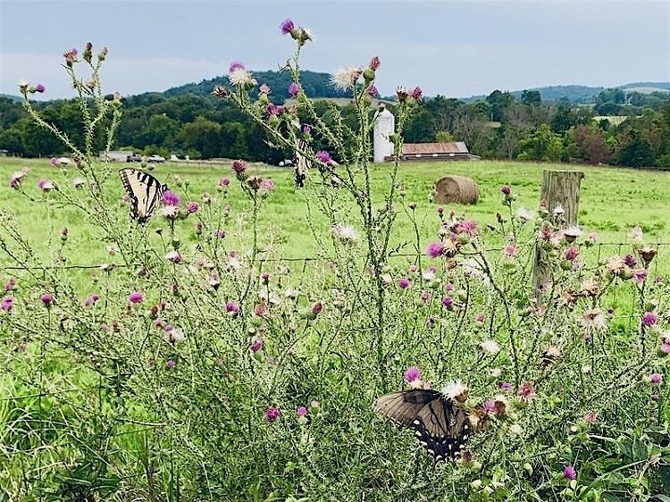 Summer Blooms Workshop: Botany and Bloom Series, 2 August | Event in Delaplane | AllEvents