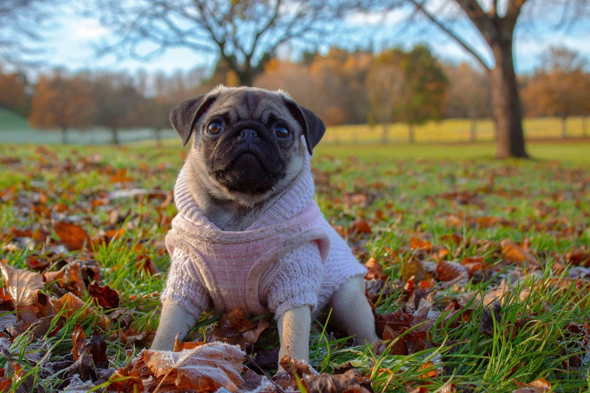 Pug Meetup in Menomonie, 27 September | Event in Menomonie | AllEvents