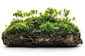 Homeschooler's Program: What Is Moss!  by Budke Laboratory, 3 October | Event in Strawberry Plains | AllEvents