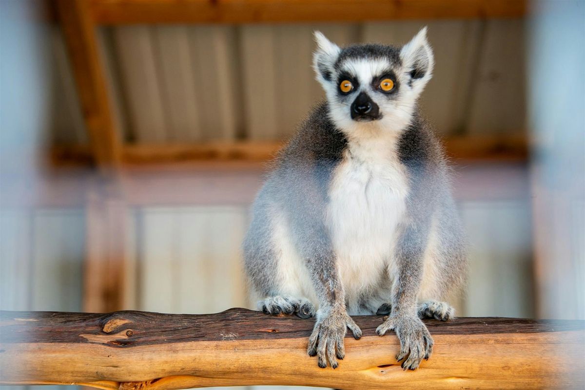 Lemurs and Wine: Meet the Lemurs and Enjoy Wine!, 27 December | Event in Fredericksburg | AllEvents