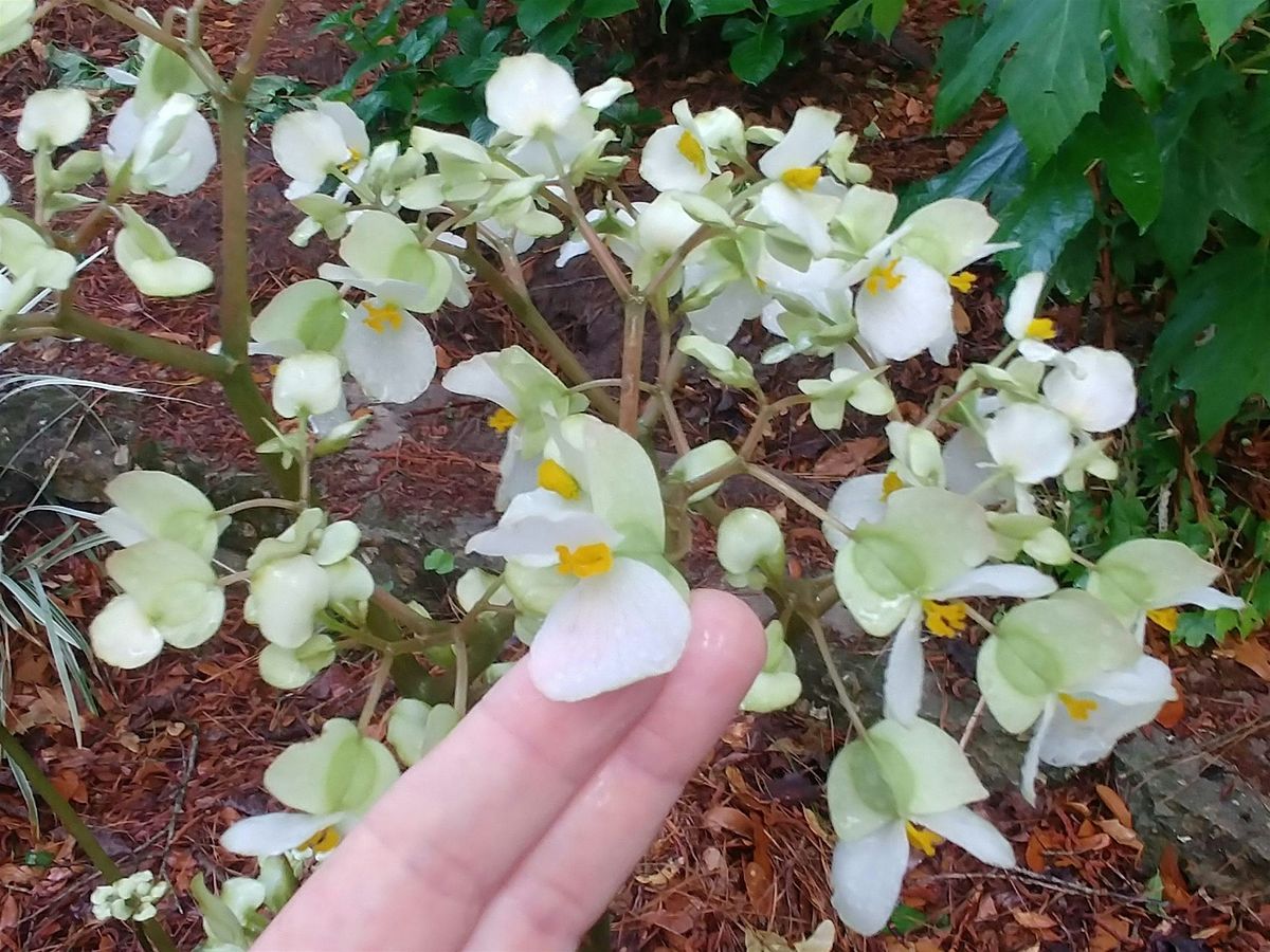 7-12-2025  Begonias, 12 July | Event in Land O Lakes | AllEvents