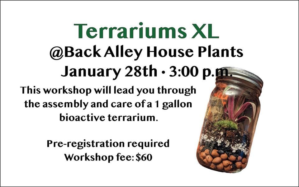 Terrariums XL, Back Alley House Plants (Northwest corner of Clark
