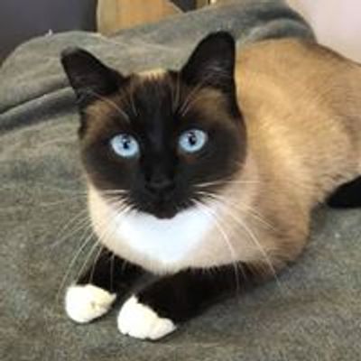 Rescue Siamese