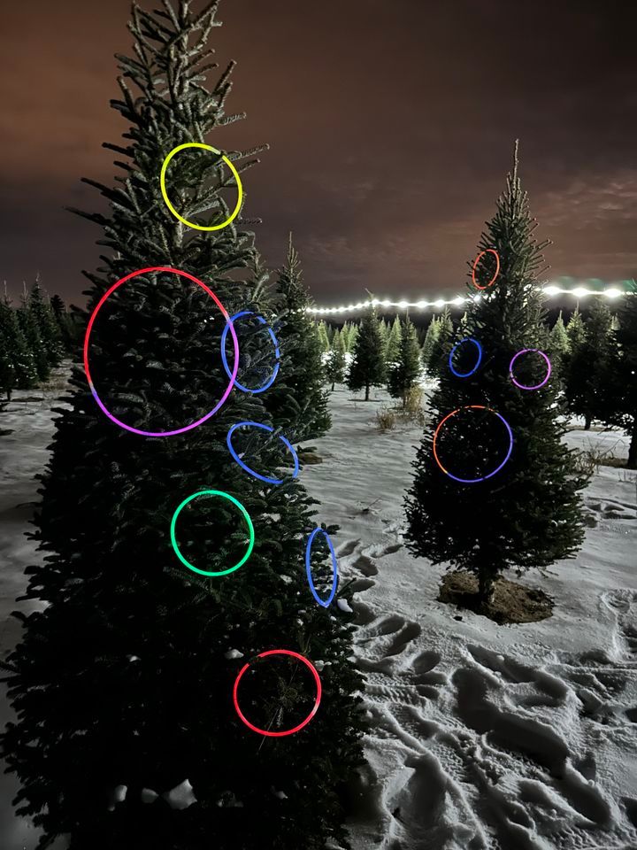 First Ever Christmas Tree Glow & Cut!, Wolosek Christmas Trees