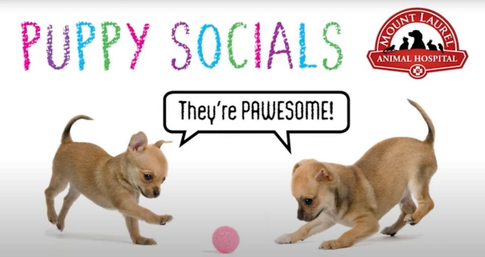 Puppy Socials Up To 16 Weeks, Mount Laurel Animal Hospital, December 4
