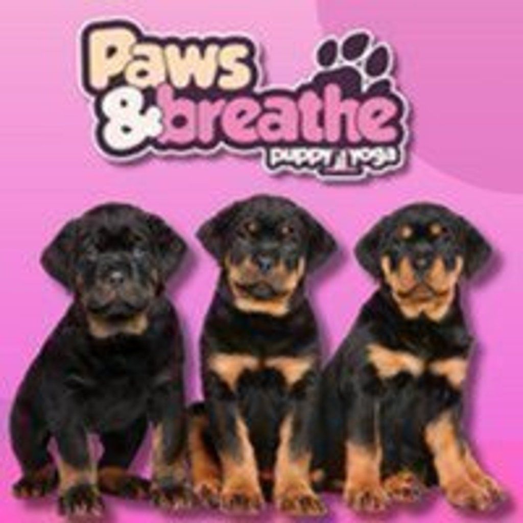 Puppy yoga Birmingham, 20 December | Event in Birmingham | AllEvents