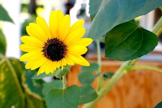 Things To Do In Leavenworth Wa This Weekend August 6 8 2021 Leavenworth Wa This Weekend Events Calendar 2022