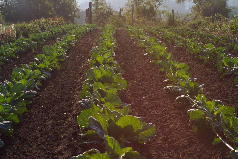 Farm Club Annual Plant Sale, Farm Club, Traverse City, 13 May 2023 AllEvents.in
