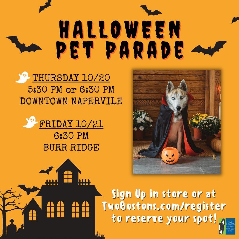 Halloween Store Downtown 2022 Halloween Pet Parade Two Bostons Downtown Naperville October 20 2022 Allevents In