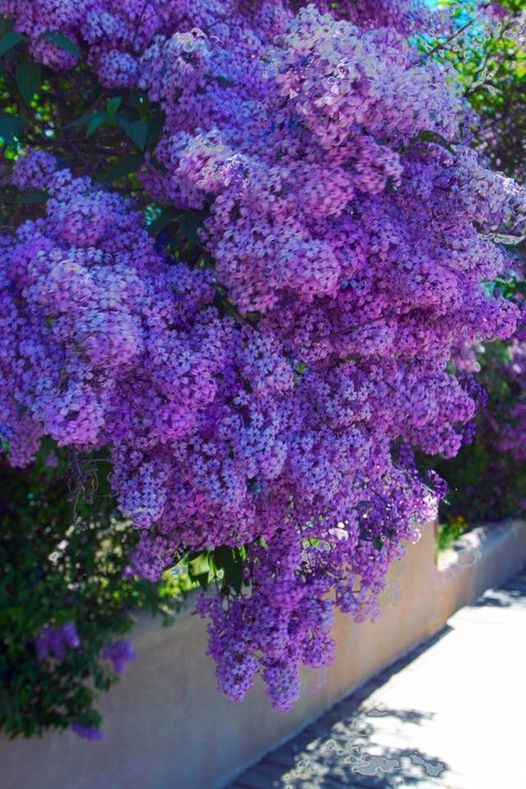 Taos Lilac Festival May 21 To May 23 Online Event Allevents In Taos Lilac Festival 2022