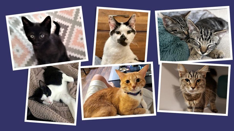 Cat Adoption Event Unleashed by Petco Ballston, 3902 Wilson Blvd