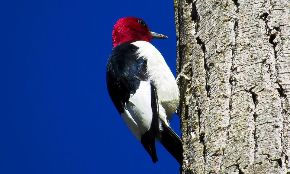 Bird Walk, Jackson Field, Chagrin Falls, 24 April 2024 AllEvents.in