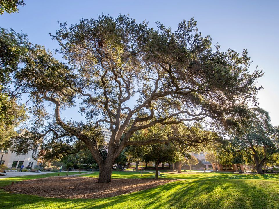 Monthly Arborist-Led Tree Walk in Mountain View, Pioneer Memorial Park ...