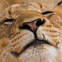 User profile photo