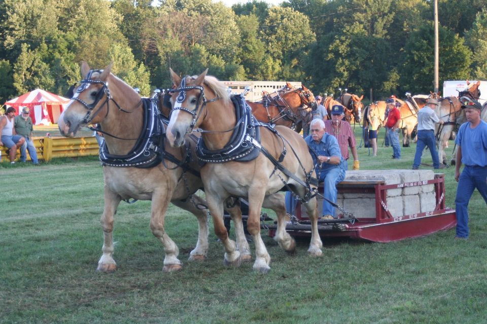 Mid MI Horse Pullers, Shiawassee County Fair, August 10 2023 AllEvents.in